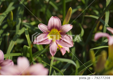 ピンク色のデイリリー（ヘメロカリス）が咲いています。このデイリリーの名前はテトラローマインです。 79277208
