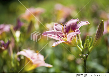 ピンク色のデイリリー（ヘメロカリス）が咲いています。このデイリリーの名前はテトラローマインです。 79277209