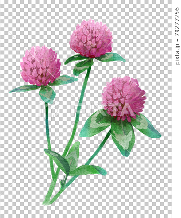 Watercolor illustration of red clover 79277256