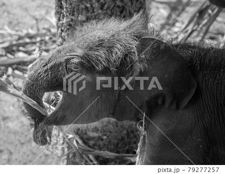 Baby elephants are playing near the mother. 79277257