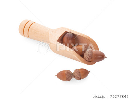 Dried acorn on a white background 79277342