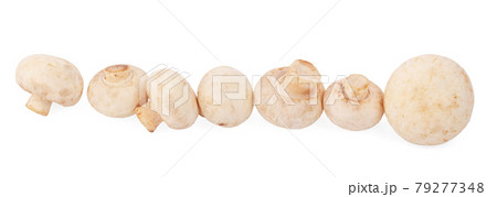 Mushroom champignon isolated on white background 79277348