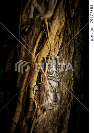 Head of Buddha in the tree root Head of Buddha in the tree root 79277363