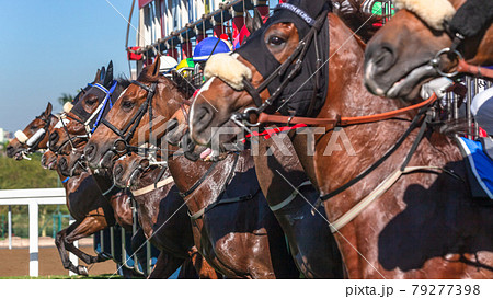 Horse Racing Start Gate Action Horse Racing Start Gate Action 79277398