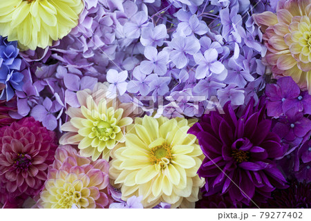 色とりどりのダリアとアジサイの花々が密集しています。 色とりどりのダリアとアジサイの花々が密集しています。 79277402