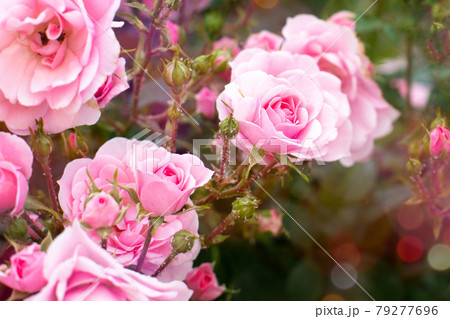 Pink blooming roses with buds 79277696