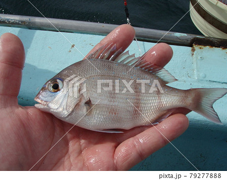 釣り上げられたマダイの幼魚 79277888