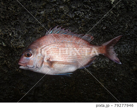 釣り上げられて磯の上に置かれたマダイの幼魚 釣り上げられて磯の上に置かれたマダイの幼魚 79277946