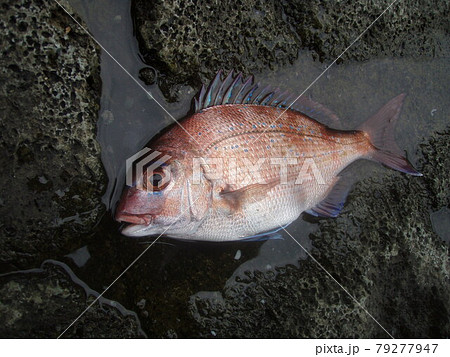釣り上げられて磯の上に置かれたマダイの幼魚 釣り上げられて磯の上に置かれたマダイの幼魚 79277947