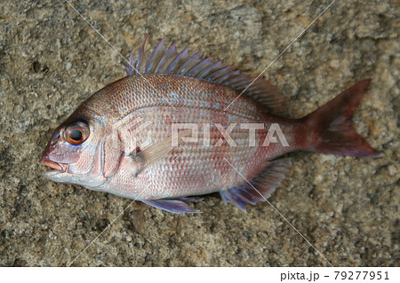 釣り上げられて磯の上に置かれたマダイの幼魚 79277951