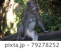 バリのモンキーフォレストの疲れたお猿さん 79278252