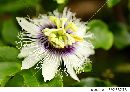 パッションフルーツの花 パッションフルーツの花 79278258
