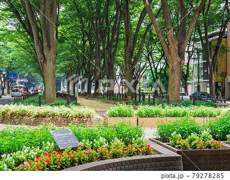 仙台　定禅寺通 79278285