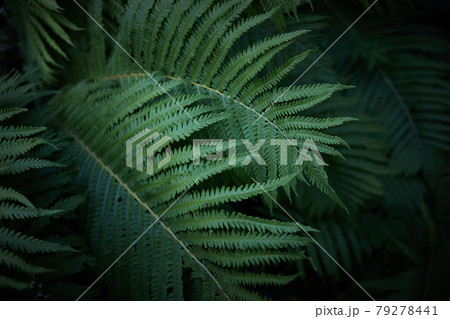 Beautiful background of ferns leaves. Green fern tree growing in summer. Midsummer day background 79278441