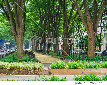 仙台 定禅寺通 仙台 定禅寺通 79278442