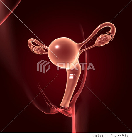 Female Reproductive System Anatomy For Medical Concept 3D Female Reproductive System Anatomy For Medical Concept 3D 79278937