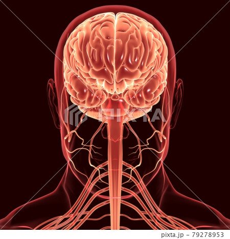 Human Brain Anatomy For Medical Concept 3D Rendering 79278953