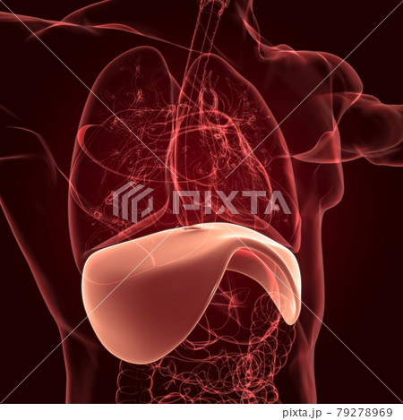 Diaphragm Human Respiratory System Anatomy For Medical Concept 3D Rendering 79278969