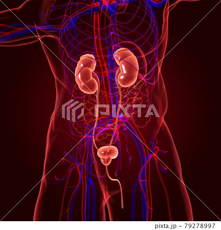 Human Urinary System Kidneys with Bladder Anatomy For Medical Concept 3D Rendering Human Urinary System Kidneys with Bladder Anatomy For Medical Concept 3D Rendering 79278997