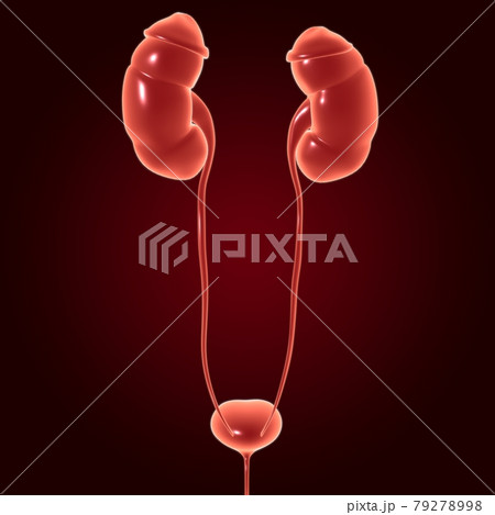 Human Urinary System Kidneys with Bladder Anatomy For Medical Concept 3D 79278998