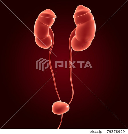 Human Urinary System Kidneys with Bladder Anatomy For Medical Concept 3D Human Urinary System Kidneys with Bladder Anatomy For Medical Concept 3D 79278999