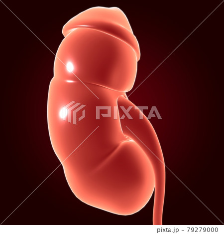 Human Urinary System Kidneys with Bladder Anatomy For Medical Concept 3D Human Urinary System Kidneys with Bladder Anatomy For Medical Concept 3D 79279000
