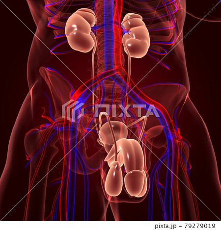 Male Reproductive System Anatomy For Medical... - Stock Illustration  [79279019] - PIXTA