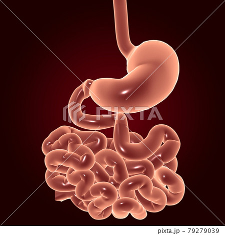 Stomach Anatomy Human Digestive System For Medical Concept 3D 79279039