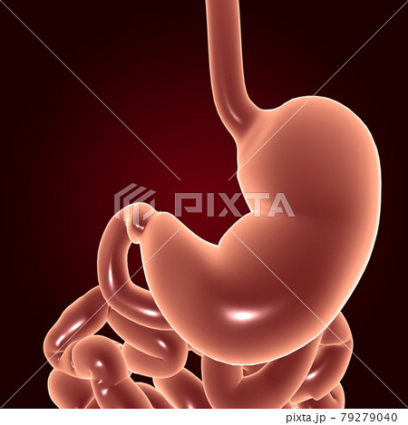 Stomach Anatomy Human Digestive System For Medical Concept 3D Stomach Anatomy Human Digestive System For Medical Concept 3D 79279040