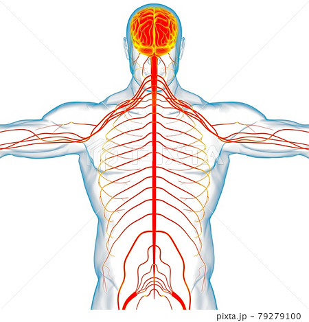 Human Brain Anatomy For Medical Concept 3D Human Brain Anatomy For Medical Concept 3D 79279100