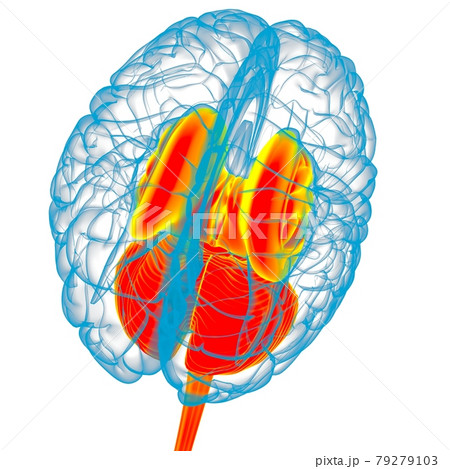 Human Brain inner parts Anatomy For Medical Concept 3D Rendering 79279103