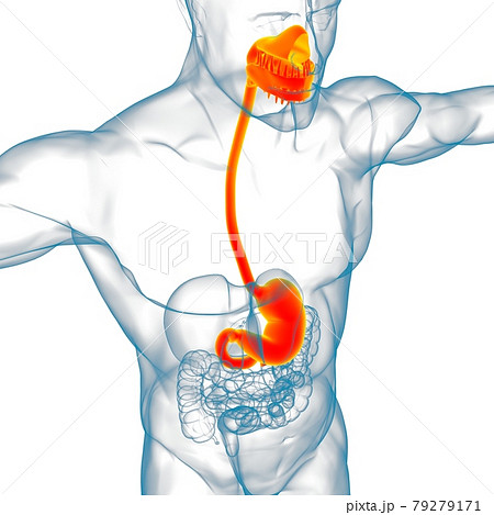 Stomach Anatomy Human Digestive System For Stock Illustration 79279171 Pixta