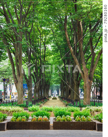 仙台　定禅寺通　縦構図 79280160