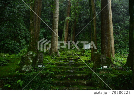 緑濃い苔の美しい寺 79280222