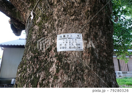 山王神社の大クス 山王神社の大クス 79280326