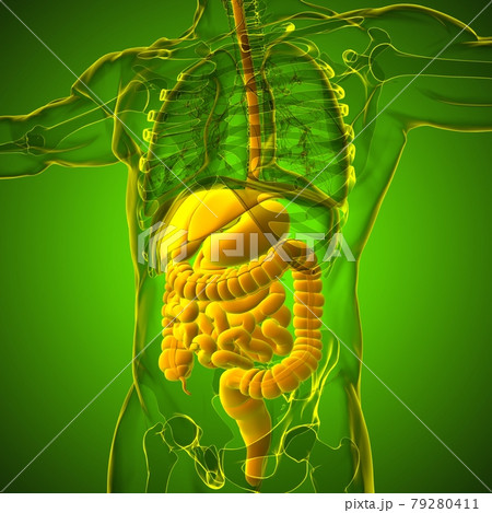 Human Digestive System Anatomy For Medical Concept 3D Rendering Human Digestive System Anatomy For Medical Concept 3D Rendering 79280411