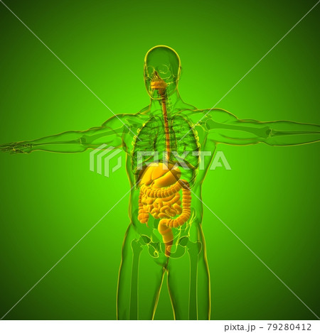 Human Digestive System Anatomy For Medical Concept 3D Human Digestive System Anatomy For Medical Concept 3D 79280412