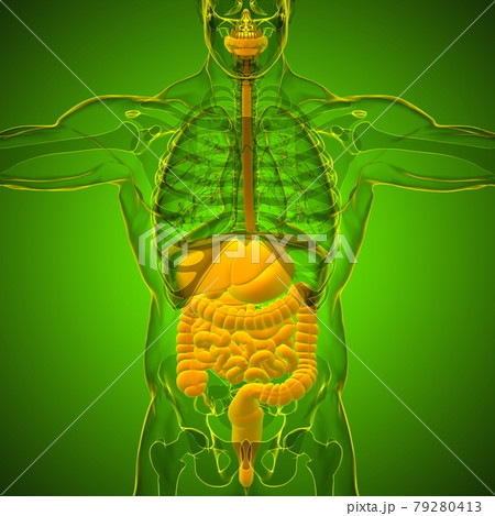 Human Digestive System Anatomy For Medical Concept 3D Human Digestive System Anatomy For Medical Concept 3D 79280413