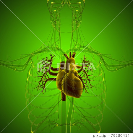 Lungs Human Respiratory System Anatomy For Medical Concept 3D Rendering Lungs Human Respiratory System Anatomy For Medical Concept 3D Rendering 79280414