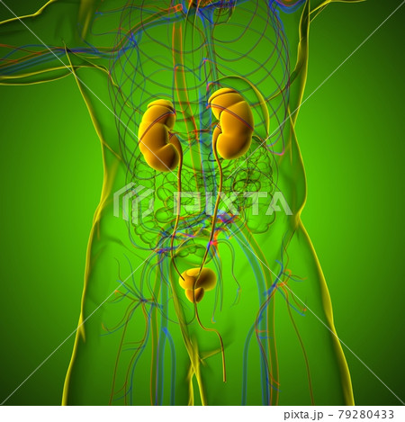 Human Urinary System Kidneys with Bladder Anatomy For Medical Concept 3D Rendering Human Urinary System Kidneys with Bladder Anatomy For Medical Concept 3D Rendering 79280433
