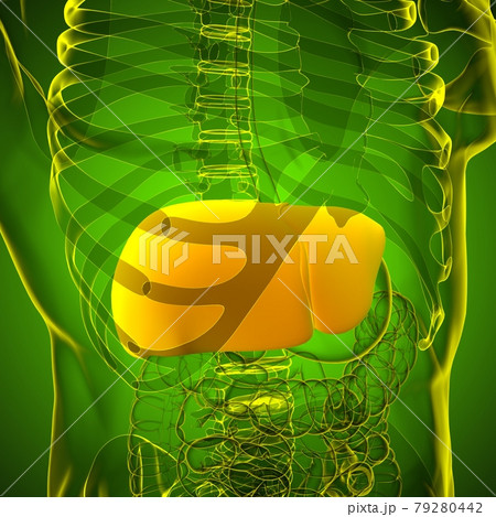 Liver 3D Illustration Human Digestive System Anatomy 79280442