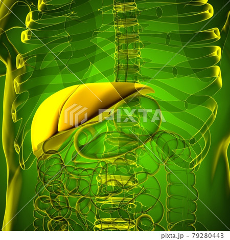 Liver 3D Illustration Human Digestive System Anatomy 79280443