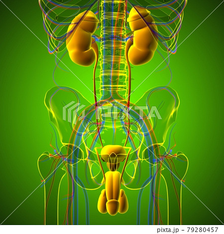 Male Reproductive System Anatomy For Medical Concept 3D 79280457