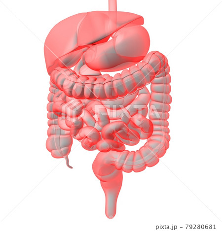 Human Digestive System Anatomy For Medical Concept 3D Rendering Human Digestive System Anatomy For Medical Concept 3D Rendering 79280681