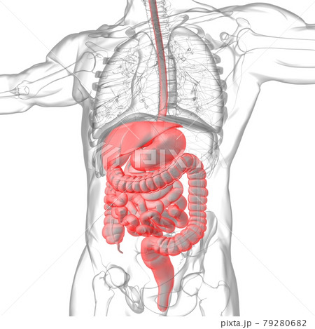 Human Digestive System Anatomy For Medical Concept 3D Rendering 79280682