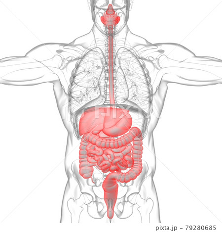 Human Digestive System Anatomy For Medical Concept 3D 79280685