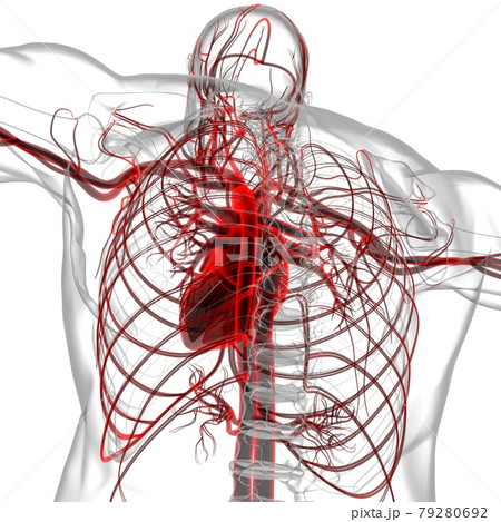 Human Heart With Circulatory System Anatomy For Medical Concept 3D Rendering Human Heart With Circulatory System Anatomy For Medical Concept 3D Rendering 79280692