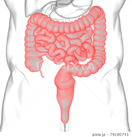 Small and Large Intestine 3D Illustration Human Digestive System Anatomy Small and Large Intestine 3D Illustration Human Digestive System Anatomy 79280743