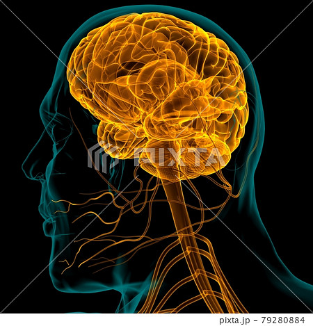 Human Brain Anatomy For Medical Concept 3D Rendering 79280884