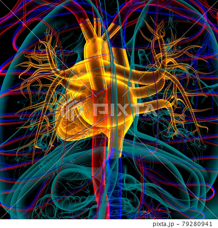 Human Heart Anatomy For Medical Concept 3D Rendering 79280941